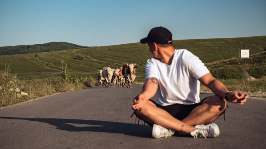 A man sits on a country road, watching a herd of cattle approach under a clear sky.
